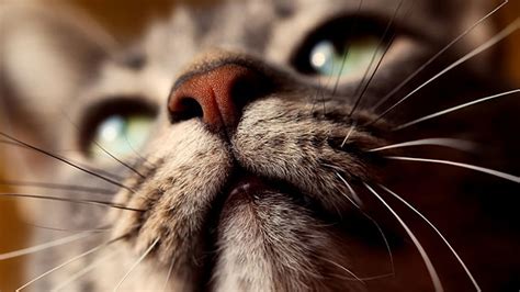 Mysterious Whiskers: The Deep Connection Between Cats and Their Whiskers